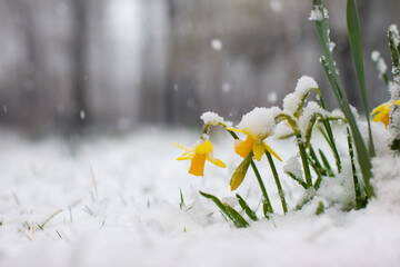 żonkile, narcyze wiosną w śniegu © meegi