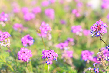 Fototapeta premium Purple Verbena Flowers in a Sunlit Wildflower Meadow