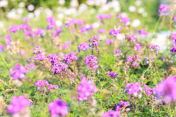 Obraz premium Purple Verbena Flowers in a Sunlit Wildflower Meadow