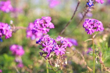 Obraz premium Purple Verbena Flowers in a Sunlit Wildflower Meadow