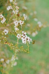 White flower of a blossoming tree on a sunny day. Select and soft focus. 