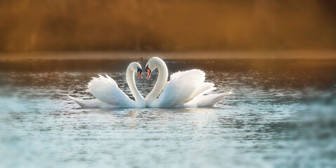 A group of mute swans ,Cygnus olor, swimming on a river in spring. Background for designers and interiors.