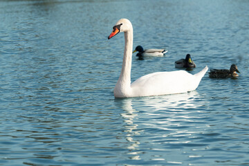 One mute swans ,Cygnus olor, swimming on a river in spring. Background for designers and interiors.