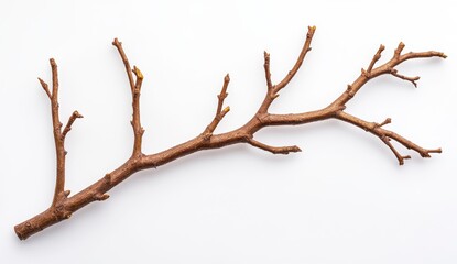 Small Brown Twig on White Background