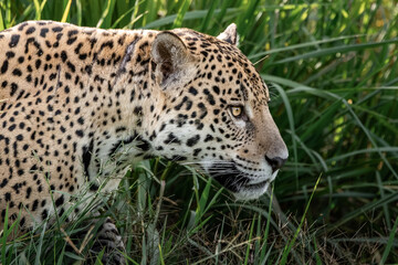 Jaguar walking in the grass