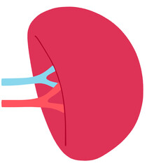 健康な脾臓・血管のイラスト