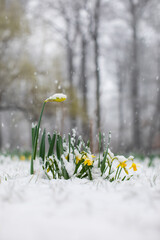 żonkile, narcyze wiosną w śniegu