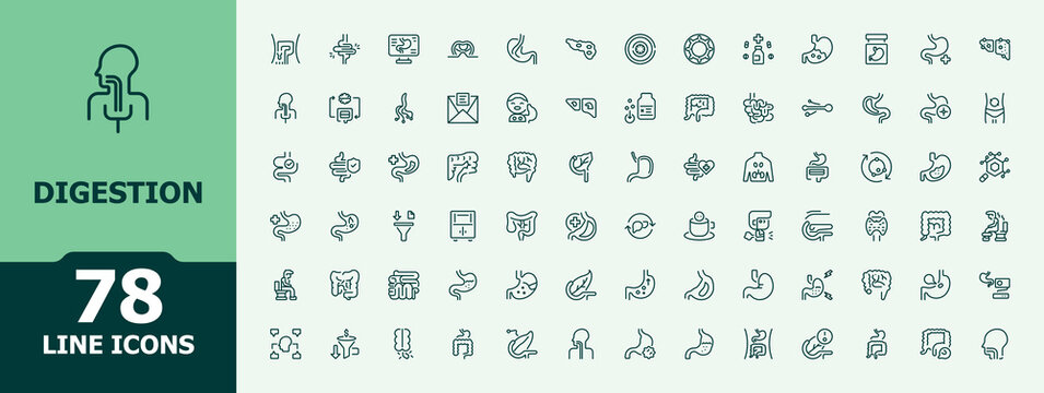 Digestion vector icon set. Contains such icons as body, health, intestine, digestive, gastric, anatomy, immunity. Expanded stroke. Anatomy simple icons. Modern icon collections.