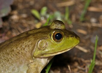 American Bullfrog Lithobates catesbeianus head side profile nature amphibian wildlife.