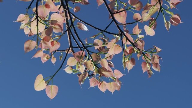Pipal tree banyan sprout new leaves and shoots during the leaf-shedding period.