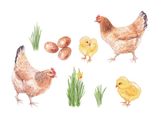 Watercolor illustration of a hen, chicks, eggs and grass