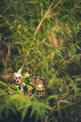Whimsical frog and gnome figurines on a tree stump in a lush forest