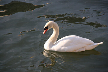 Naklejka premium Cygne sur le lac