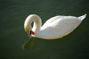 Cygne blanc sur le lac