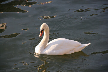 Cygne blanc sur le lac