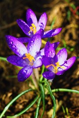 Crocus flowers with early dew on a spring meadow in Celadna.
