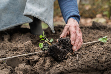 Senior man planting seedling in garden, sustainable organic farming