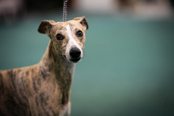 Whippet dog breed in the show ring detail of head