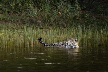 Jaguar in the water © Lucas Morgado