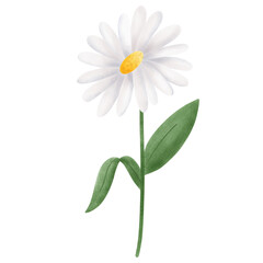 Beautiful white daisies in spring