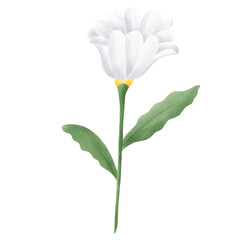 Beautiful white daisies in spring