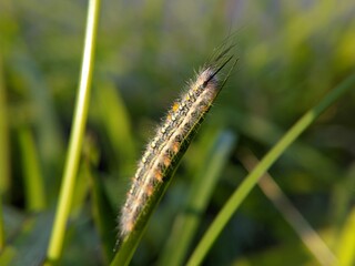 Oak Eggar Caterpillar: Hairy Larva on Green Grass