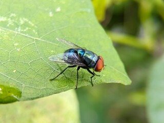 Chrysomya megacephala: Blow Fly on Green Leaf