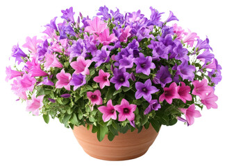 PNG Campanula flower bushes purple geranium blossom.