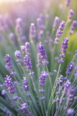 Obraz premium Beautiful lavender flowers bloom vibrantly in a serene garden during golden hour