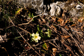 Spring Primrose: Wildflower in Natural Setting