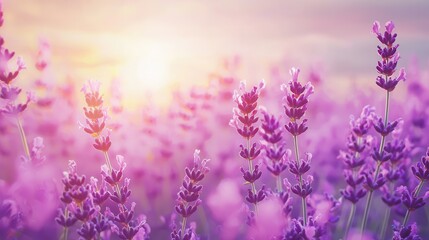 Obraz premium Serene Sunset Lavender Field Tranquil Purple Blossoms