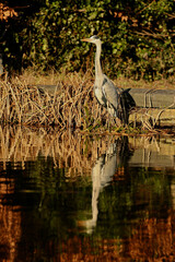 The grey heron (Ardea cinerea) in habitat. 