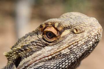 close up of a bearded dragon lizard
