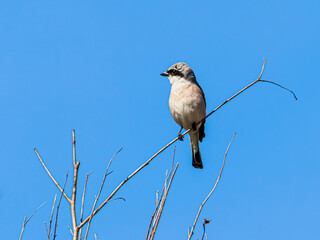 Great Grey Shrike perched