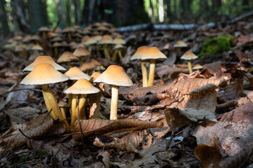Group of hypholoma capnoides mushrooms on forest floor surrounded with dry leaves