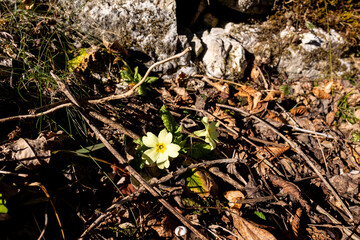 Spring Primrose: Wildflower in Natural Setting