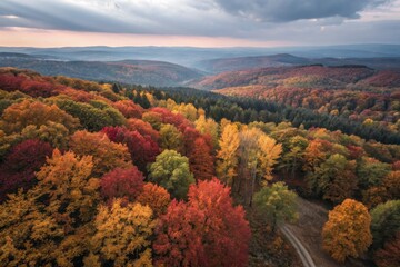 Autumn Forest Landscape