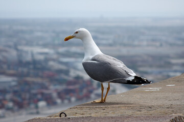 Urban scene with a seagull on a ledge and a blurred cityscape. Side-profile view, overcast sky, and peaceful moment