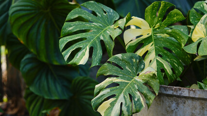 Close up of yellow and green Monstera Thai constellation leaves in the garden. © Tyada_Nam