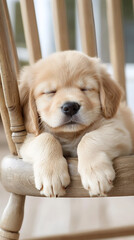  puppy dozing on rocking chair