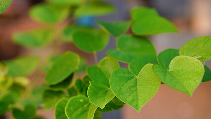 Stunning color on the leaves of an eastern redbud tree