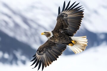 Fototapeta premium eagle flying in the air