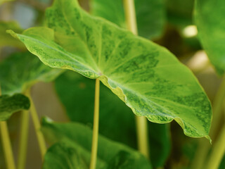 Colocasia esculenta, Lemon Lime Gecko or Colocasia or bicolor Colocasia