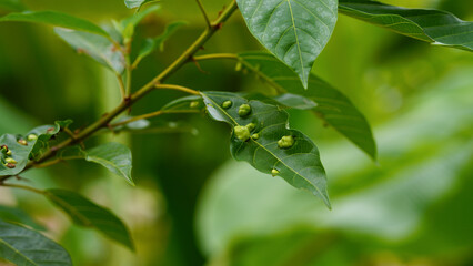 Fig tree leaves showing visible signs of disease and pest damage, with curled, discolored, and partially eaten areas.