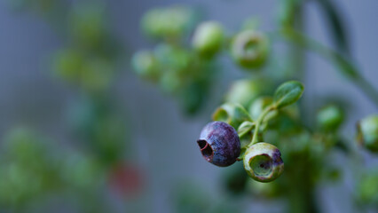 Green blueberry fruits on natural background