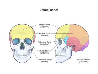 Cranial bones with side and front view of human skull outline diagram. Skeletal anatomy with labeled educational medical scheme vector illustration
