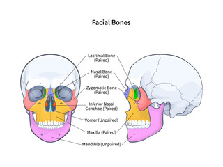 Facial bones with side and front view of human skull diagram. Skeletal anatomy with labeled educational medical scheme vector illustration