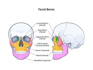 Facial bones with side and front view of human skull diagram. Skeletal anatomy with labeled educational medical scheme illustration