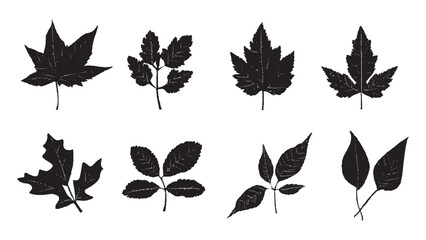 Black different tree leaves isolated on white background. Silhouette different types of leaves by vector design.