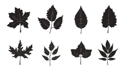 A collection black silhouettes of different types of leaves. Black different tree leaves isolated on white background. 